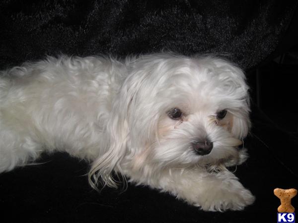 Maltese stud dog