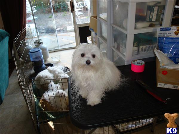 Maltese dog