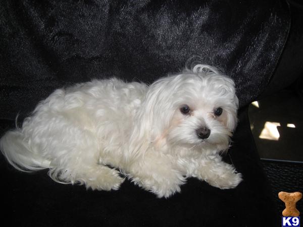 Maltese stud dog