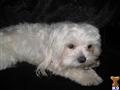 Maltese stud dog: Fluffy white Maltese lying on a black surface