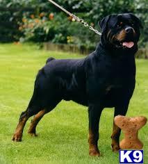 Rottweiler