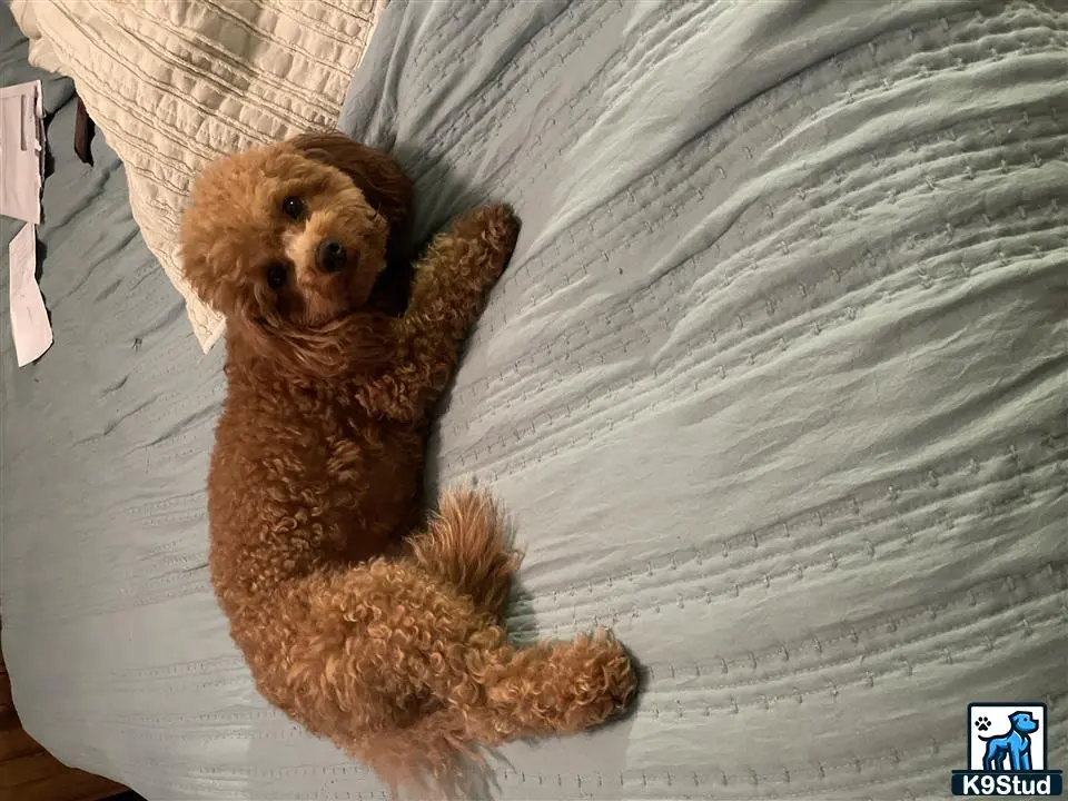 Poodle stud dog: a teddy bear on a bed