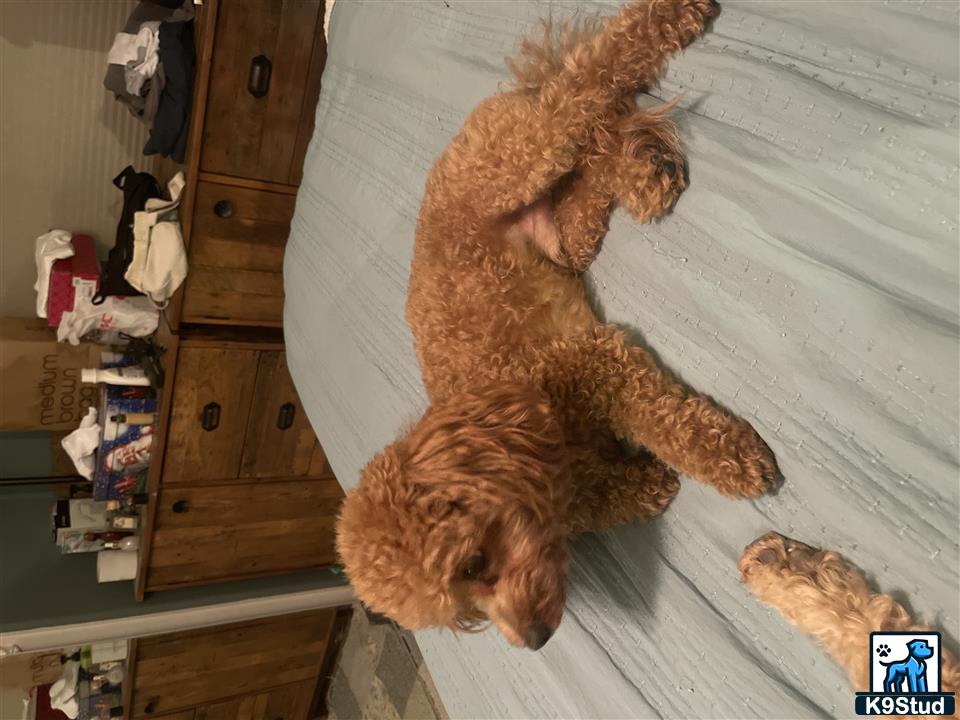 a poodle dog lying on a bed