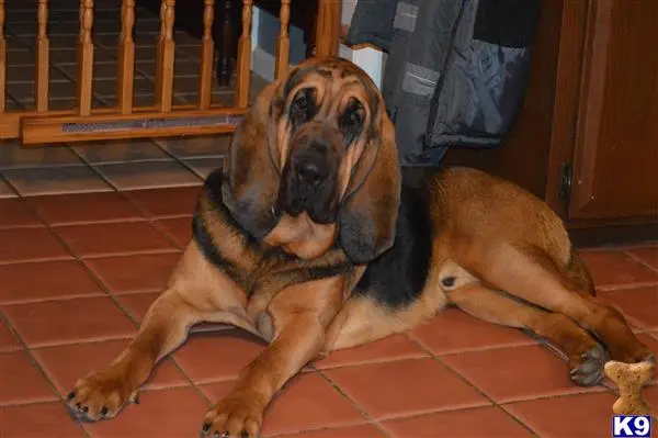 Bloodhound stud dog