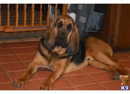 Bloodhound