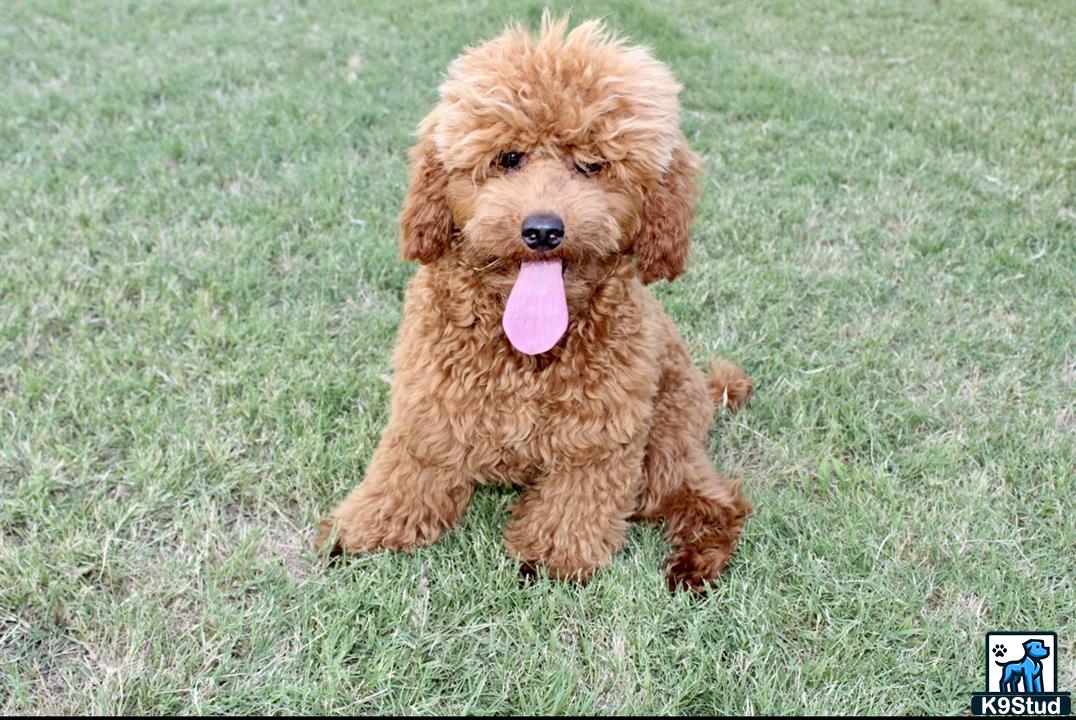 a poodle dog running in the grass