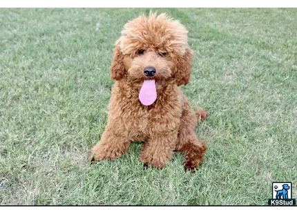 a poodle dog running in the grass