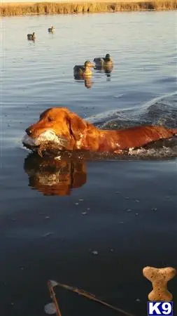 Golden Retriever stud dog