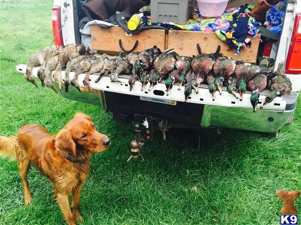 Golden Retriever stud dog