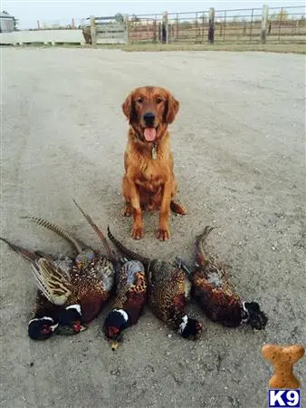 Golden Retriever stud dog