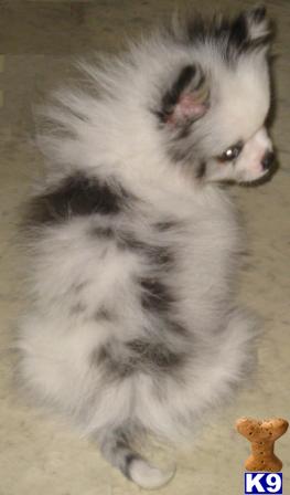 5 lb pomeranian pomeranian puppy for sale unique 5 lb merle parti silver akc pomeranian pup 7 years 5 lb pomeranian pomeranian puppy for sale unique 5 lb merle parti silver akc pomeranian pup 7 years