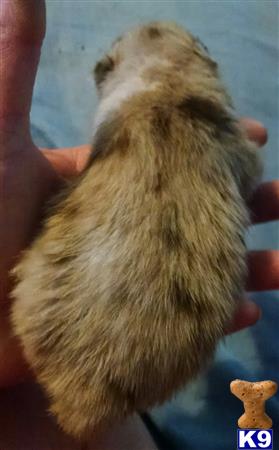 lavender merle pomeranian pomeranian puppy for sale lavender merle akc tiny pomeranian 3 years lavender merle pomeranian pomeranian puppy for sale lavender merle akc tiny pomeranian 3 years