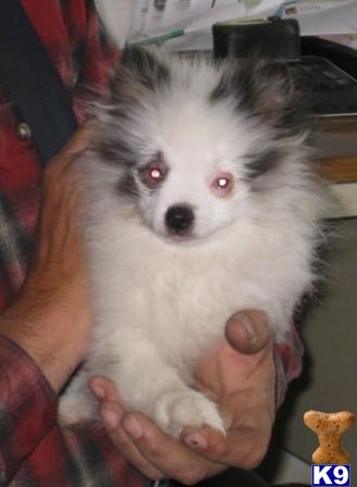 5 lb pomeranian pomeranian puppy for sale unique 5 lb merle parti silver akc pomeranian pup 7 years 5 lb pomeranian pomeranian puppy for sale unique 5 lb merle parti silver akc pomeranian pup 7 years
