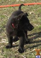 german shepherd puppy posted by redhawkranchlady