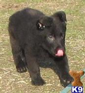 german shepherd puppy posted by redhawkranchlady
