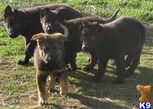 german shepherd puppy posted by redhawkranchlady