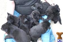 german shepherd puppy posted by redhawkranchlady