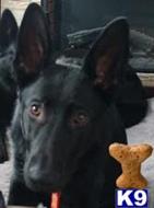 Black Boy - Rhagar- TerrorVonDerStaatsmacht -FrankieAnrebri -AronVom Poppitz on Pedigree available German Shepherd puppy located in Deer Park
