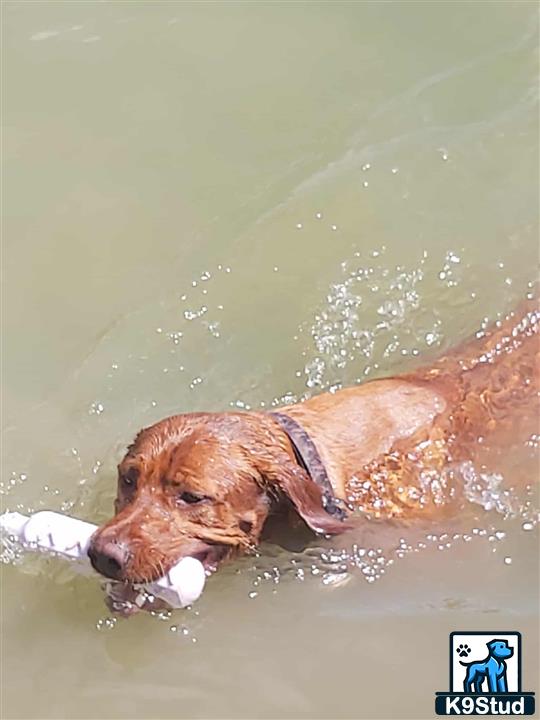 a labrador retriever dog swimming in water