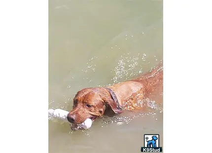 a labrador retriever dog swimming in water