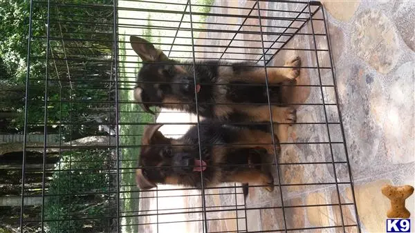 German Shepherd puppy for sale