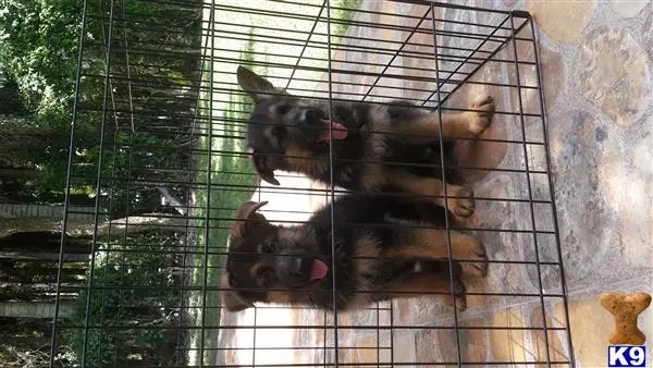 German Shepherd puppy for sale