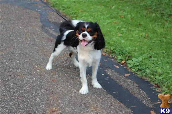 Cavalier King Charles Spaniel stud dog