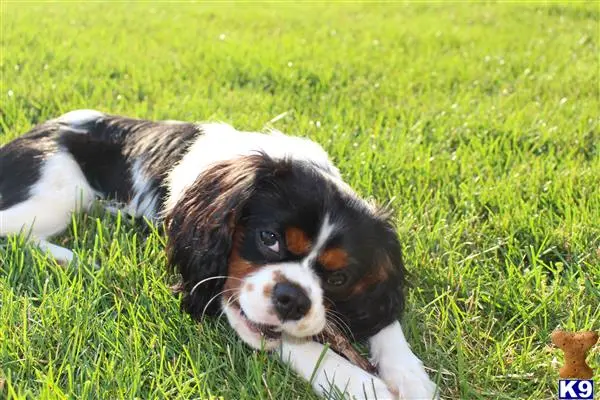 Cavalier King Charles Spaniel stud dog