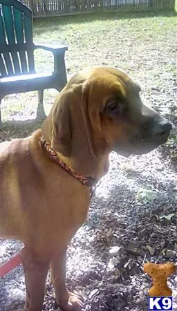 Redbone Coonhound stud dog