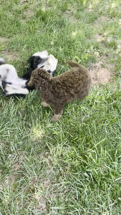 Bernedoodle stud dog: Error: Operation returned an invalid status code BadRequest<br/>Stack Trace:    at Microsoft.Azure.CognitiveServices.Vision.ComputerVision.ComputerVisionClient.<DescribeImageInStreamWithHttpMessagesAsync>d__41.MoveNext()
--- End of stack t