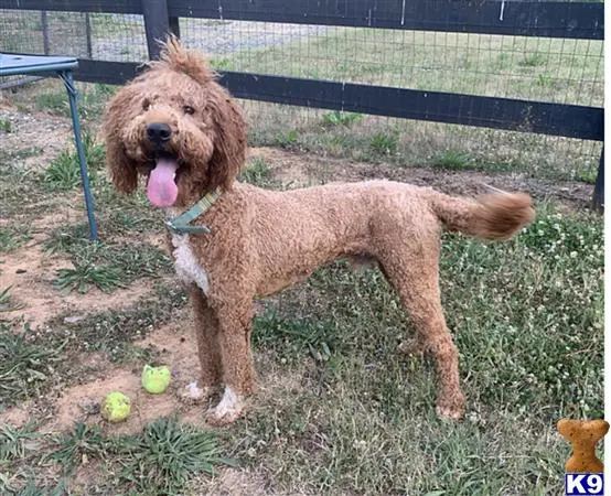 Poodle stud dog