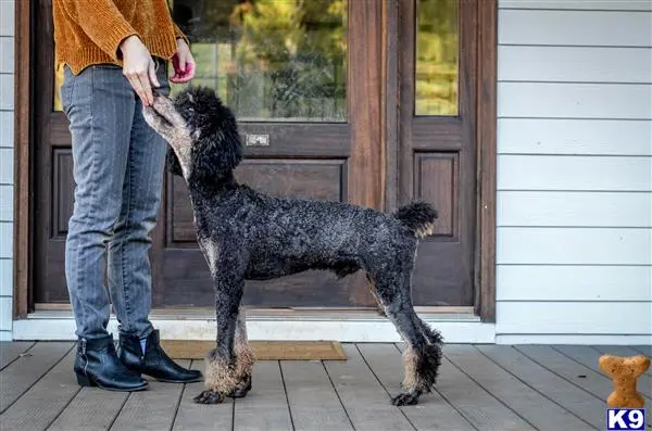 Poodle stud dog