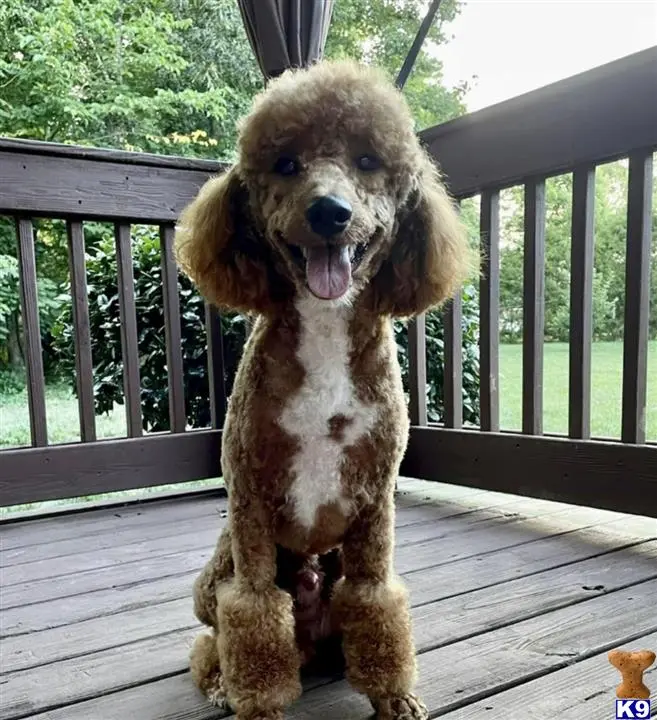 Poodle stud dog