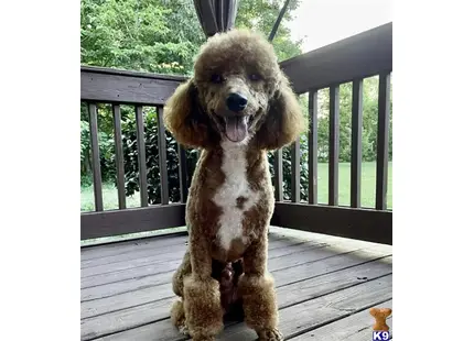 Poodle