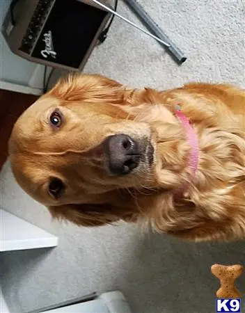 Golden Retriever female dog: Golden Retriever with a wavy golden coat, looking curiously at camera