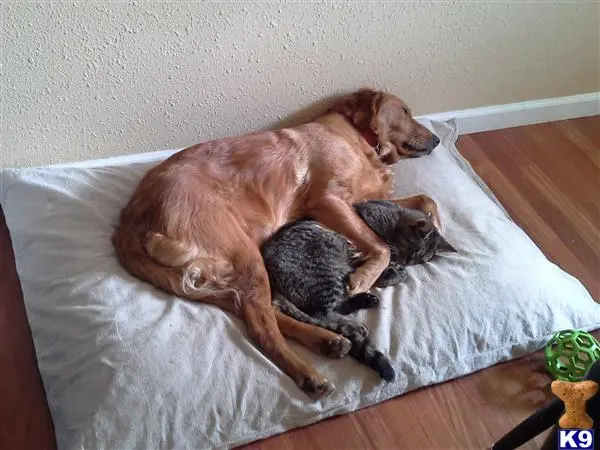 Golden Retriever female dog: Golden Retriever sleeping peacefully with a gray cat on a bed