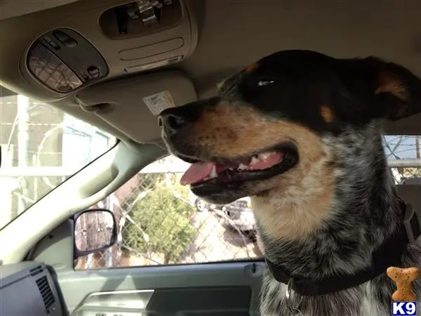 Australian Cattle Dog stud dog