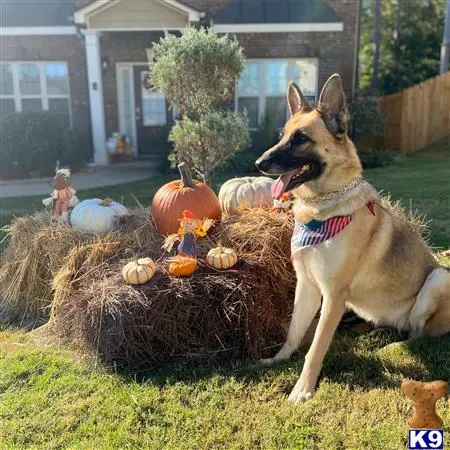 German Shepherd female dog