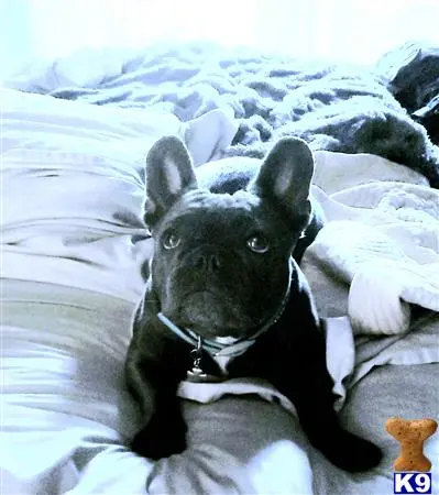 French Bulldog female dog