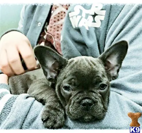 French Bulldog female dog