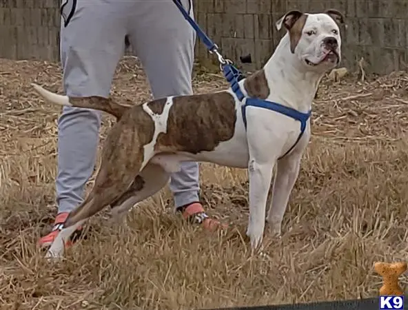 American Bulldog stud dog