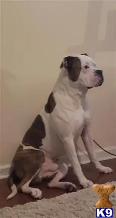 American Bulldog stud dog