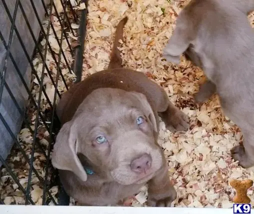 Labrador Retriever puppy for sale