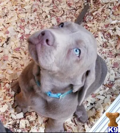 Labrador Retriever puppy for sale