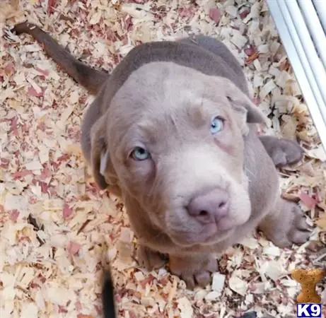 Labrador Retriever puppy for sale