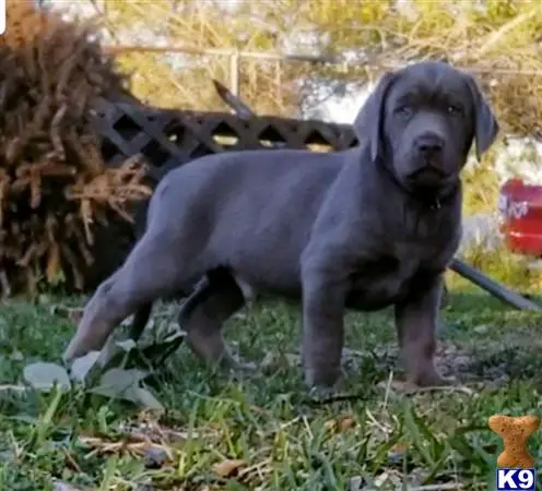 Labrador Retriever puppy for sale