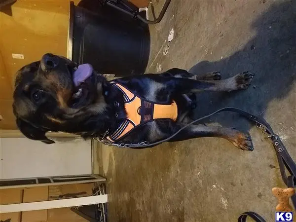 Rottweiler