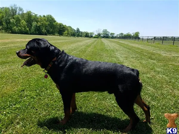 Rottweiler stud dog