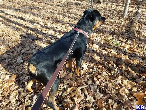 Rottweiler stud dog