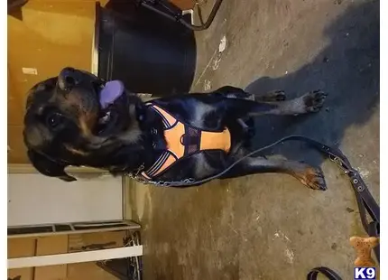 Rottweiler